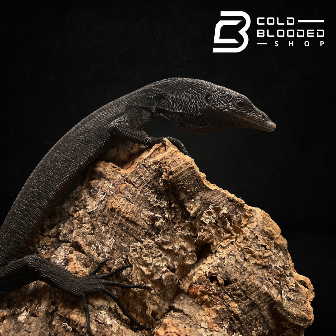 Baby/Juvenile Black Tree Monitor - Varanus beccarii - Cold Blooded Shop