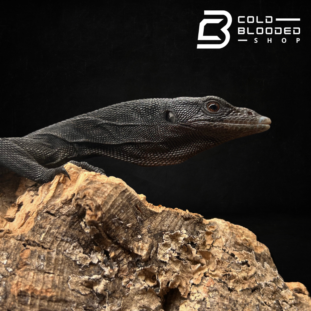 Baby/Juvenile Black Tree Monitor - Varanus beccarii - Cold Blooded Shop