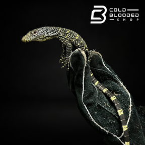 Monitor de cocodrilo bebé - Varanus salvadorii