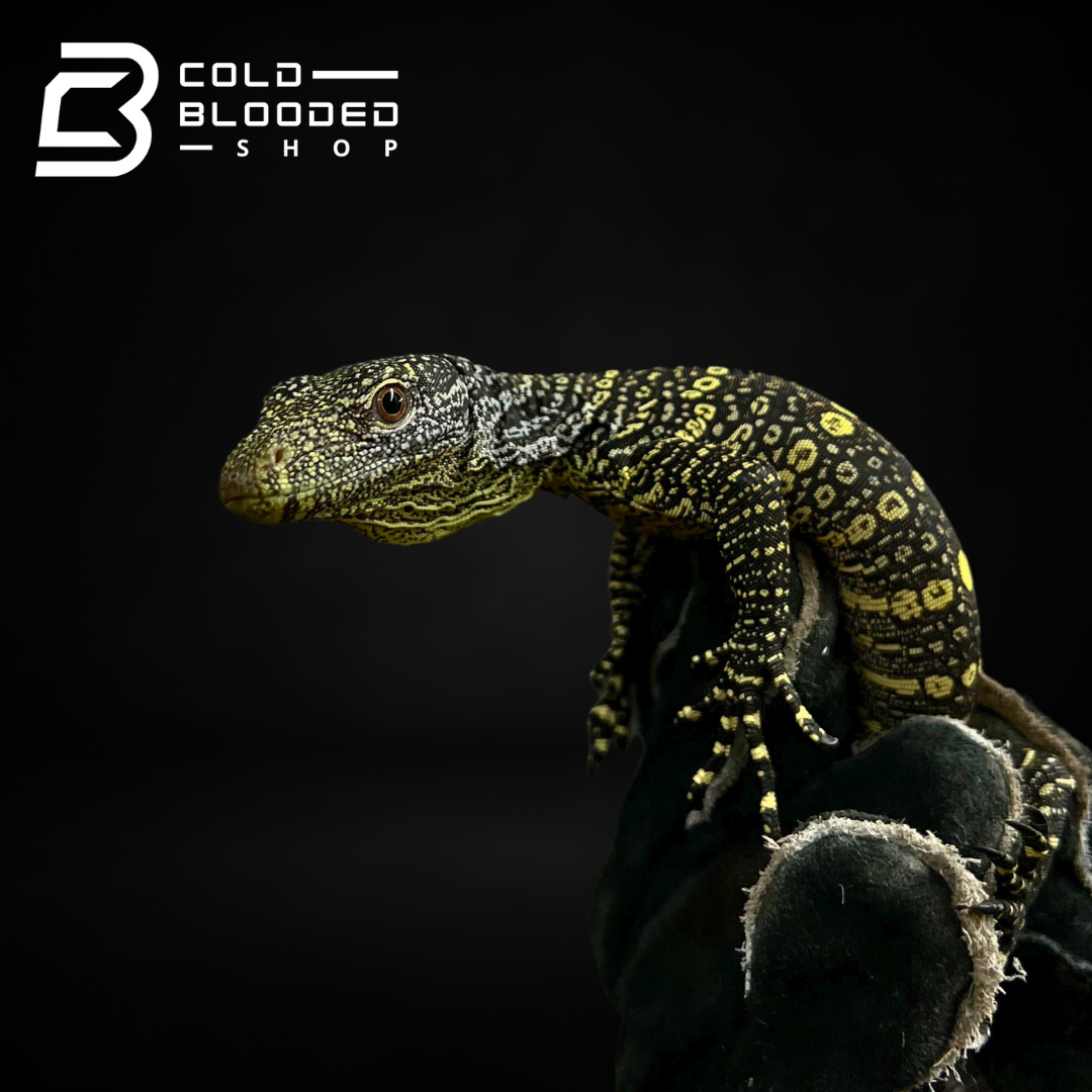 Baby Crocodile Monitor - Varanus salvadorii - Cold Blooded Shop