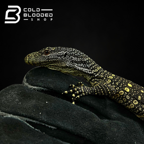 Baby Crocodile Monitor - Varanus salvadorii - Cold Blooded Shop