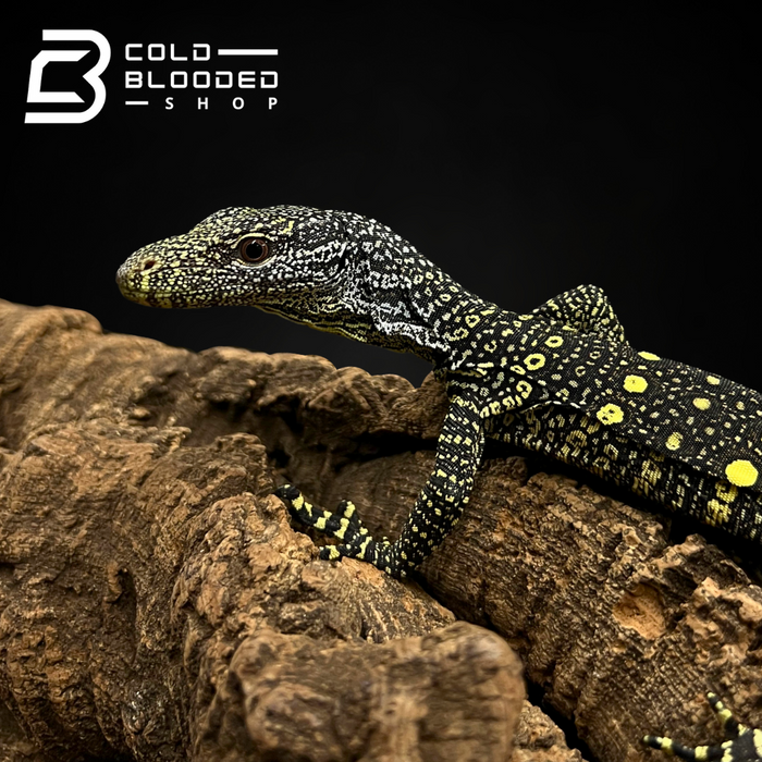 Baby Crocodile Monitor - Varanus salvadorii