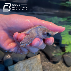 Baby Fly River Turtle - Carettochelys insculpta - Cold Blooded Shop