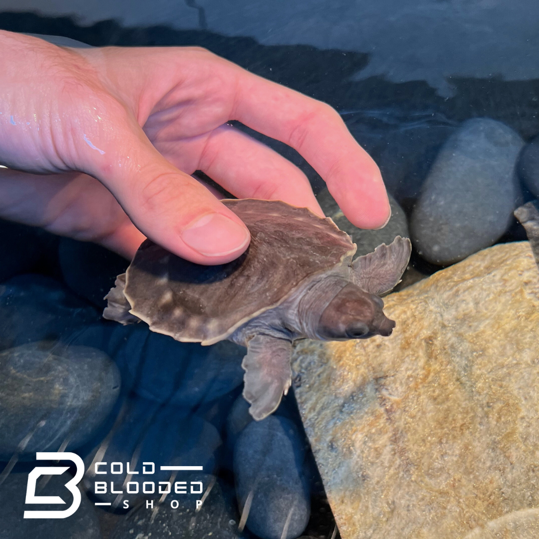 Baby Fly River Turtle - Carettochelys insculpta - Cold Blooded Shop