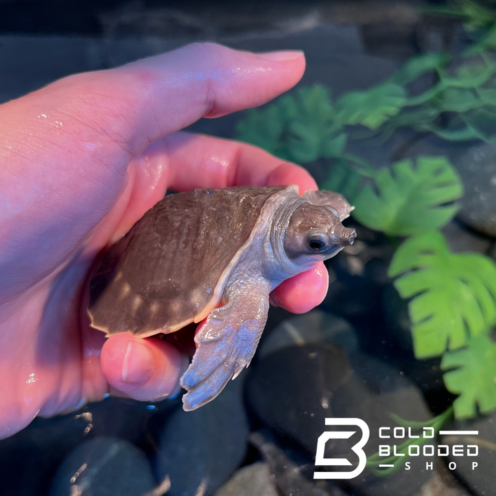 Baby Fly River Turtle Carettochelys insculpta