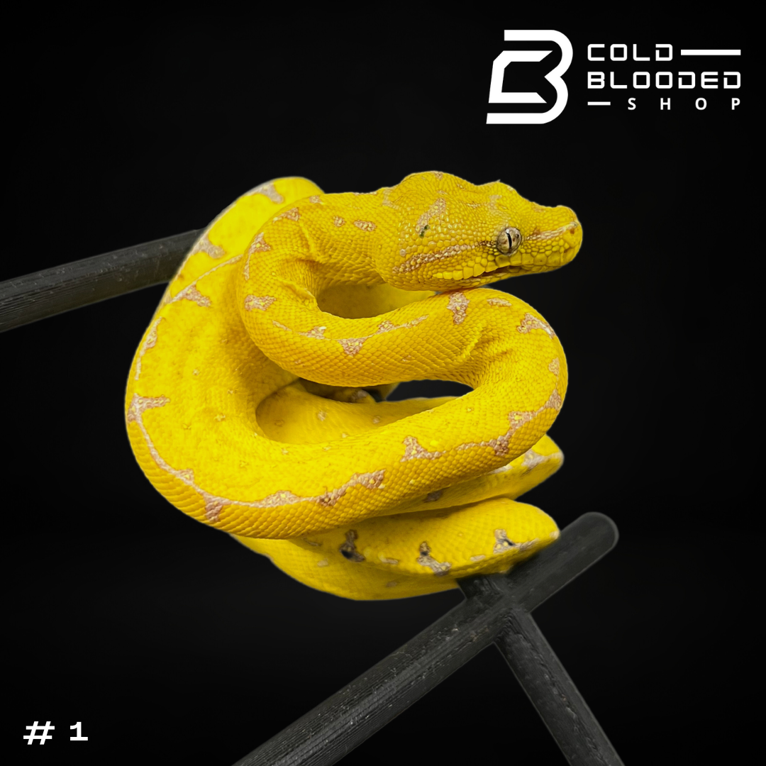 Canary Green Tree Pythons - Cold Blooded Shop