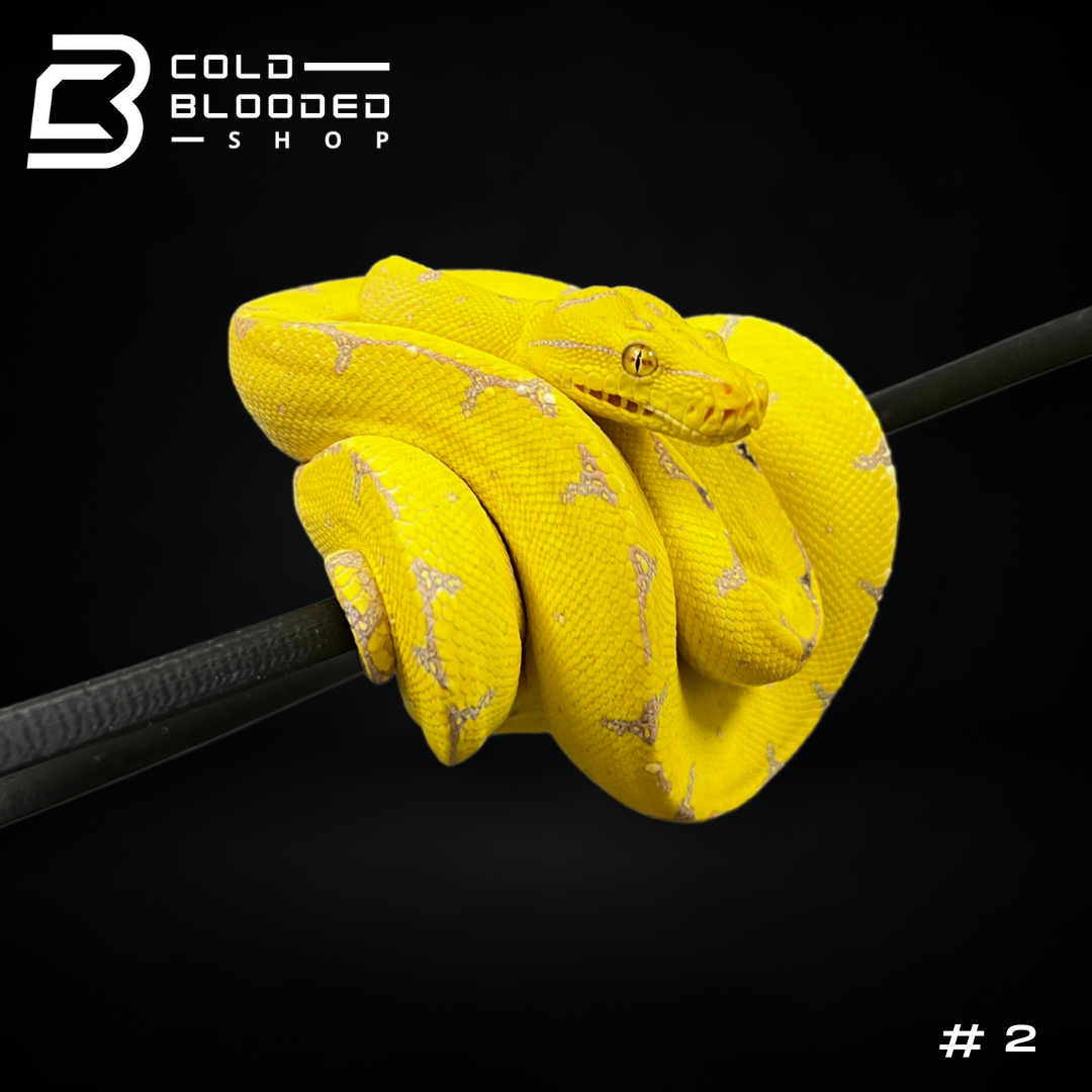 Yellow Tree Python