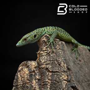 Baby Biak Tree Monitor - Varanus kordensis - Cold Blooded Shop