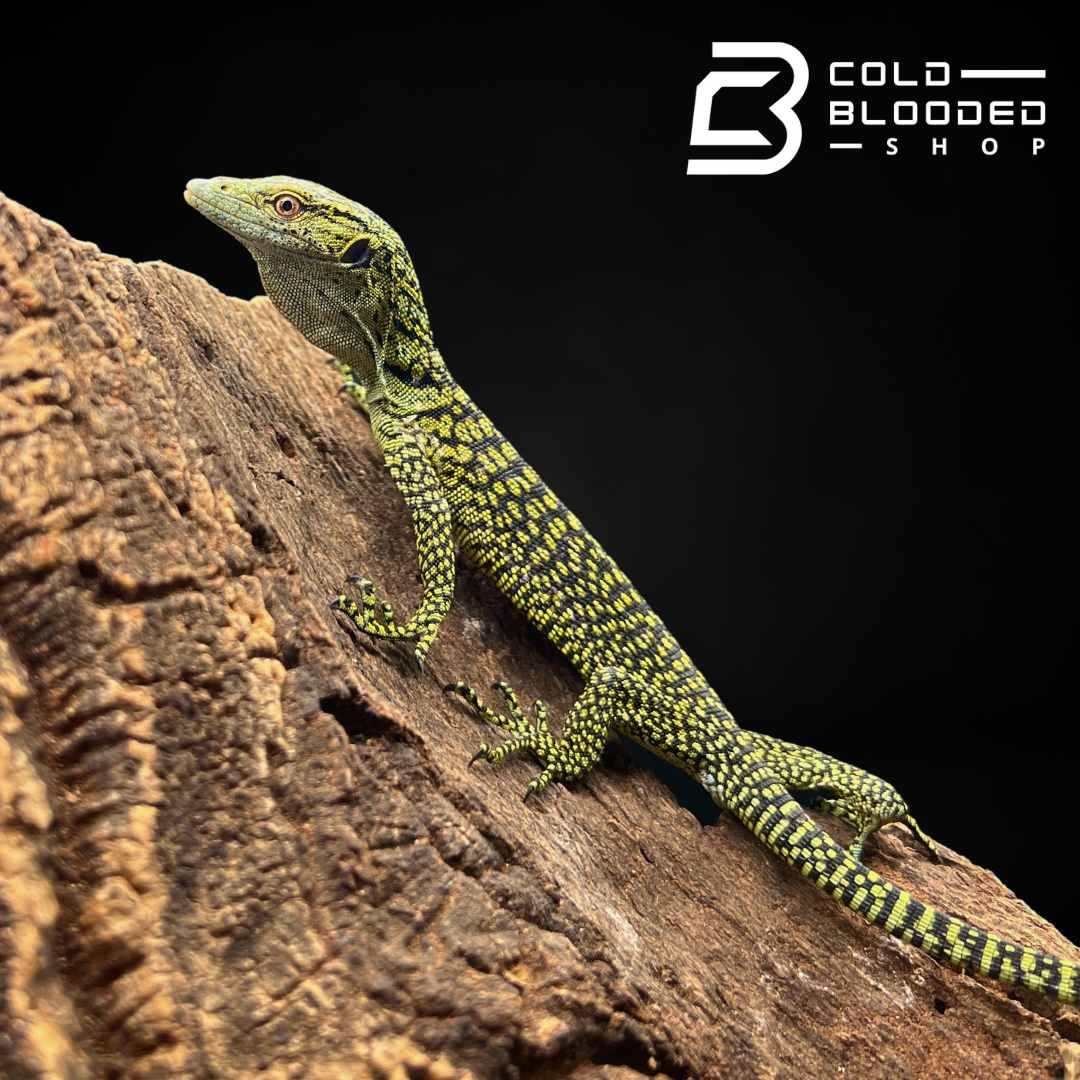 Baby Biak Tree Monitor - Varanus kordensis - Cold Blooded Shop