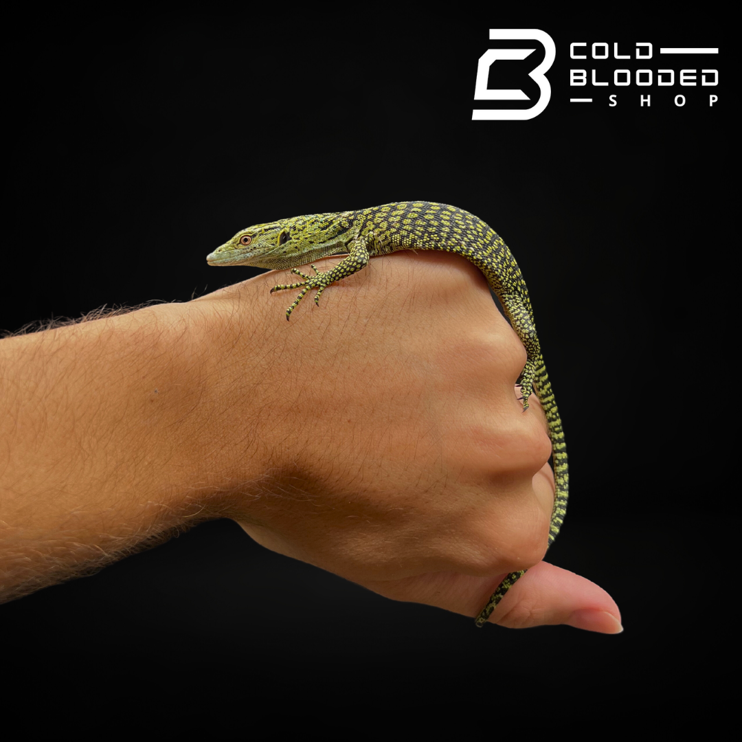 Baby Biak Tree Monitor - Varanus kordensis - Cold Blooded Shop