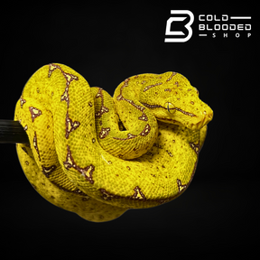Baby Sorong Green Tree Python - Cold Blooded Shop