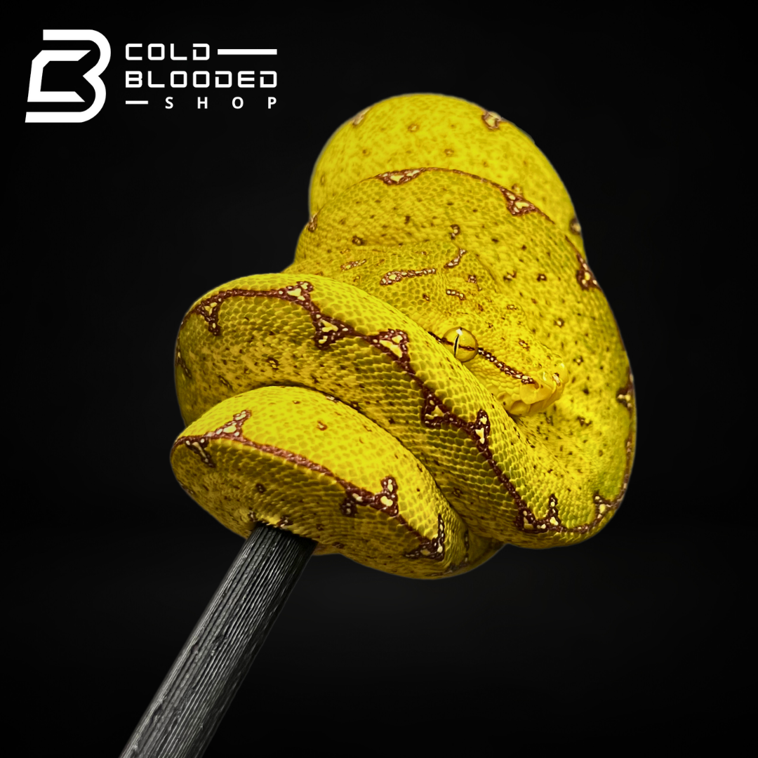 Baby Sorong Green Tree Python - Cold Blooded Shop