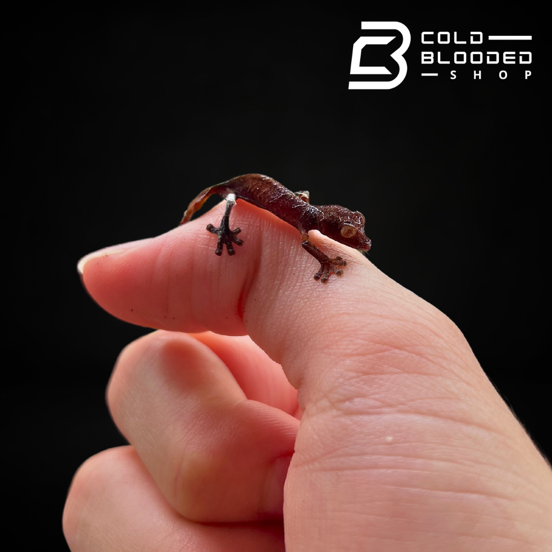 Gecko de cola de hoja satánico bebé - Uroplatus phantasticus