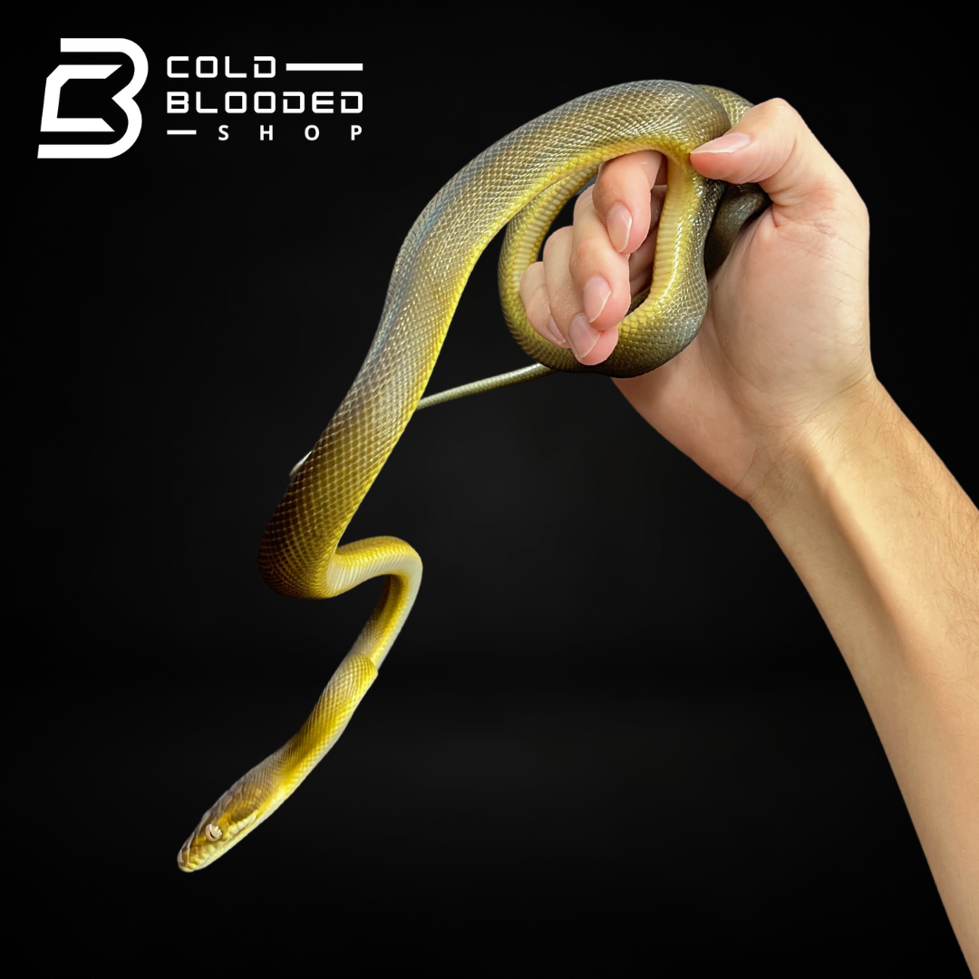 Baby/Juvenile Tanimbar Python - Simalia nauta - Cold Blooded Shop