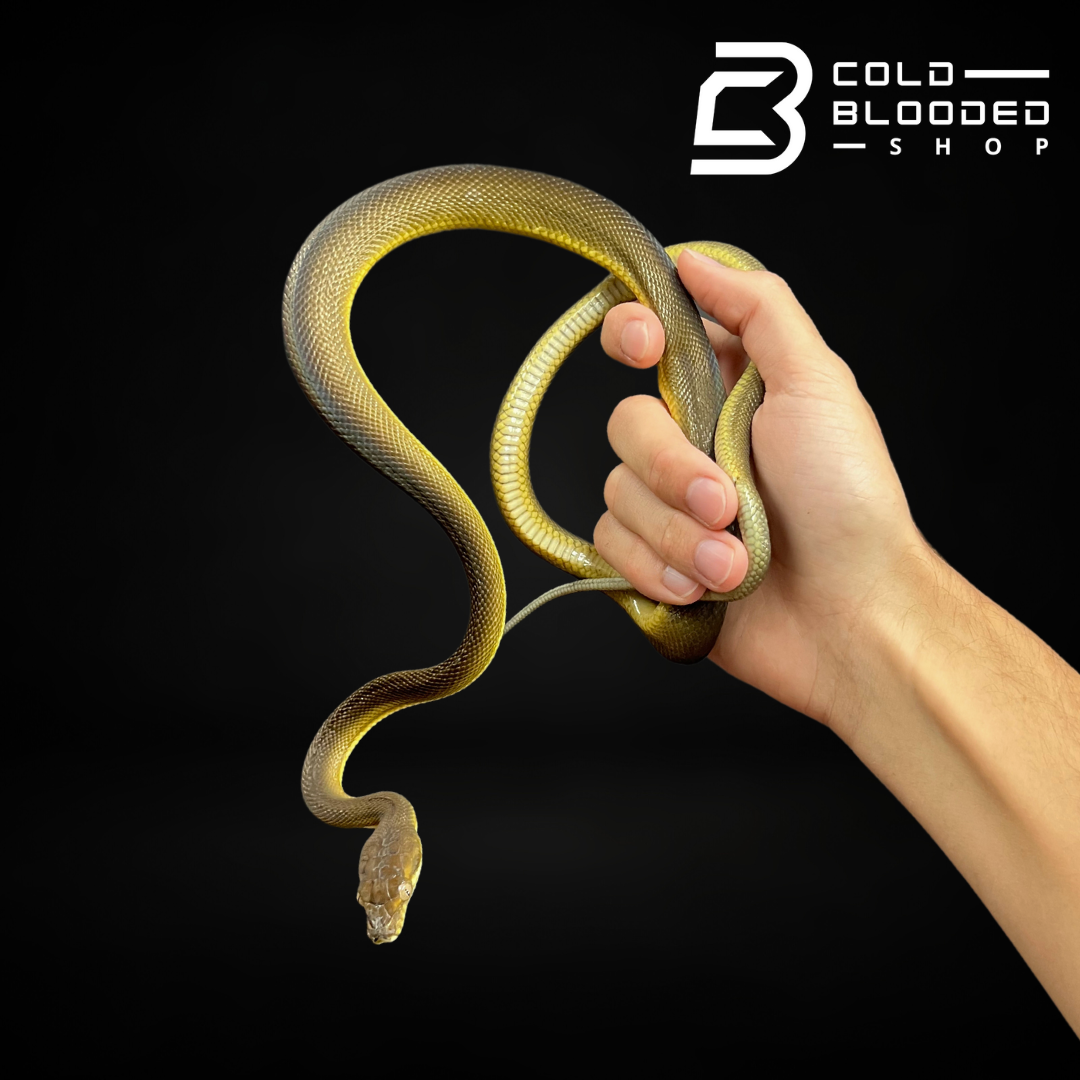 Baby/Juvenile Tanimbar Python - Simalia nauta