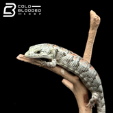 Juvenile Mexican Alligator Lizard - Abronia lythrochila