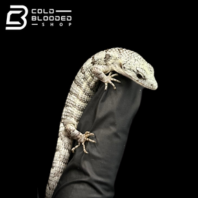 Juvenile Mexican Alligator Lizard - Abronia lythrochila