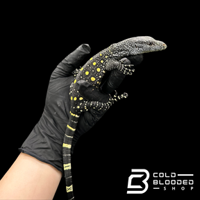 Monitor de cocodrilo juvenil - Varanus salvadorii