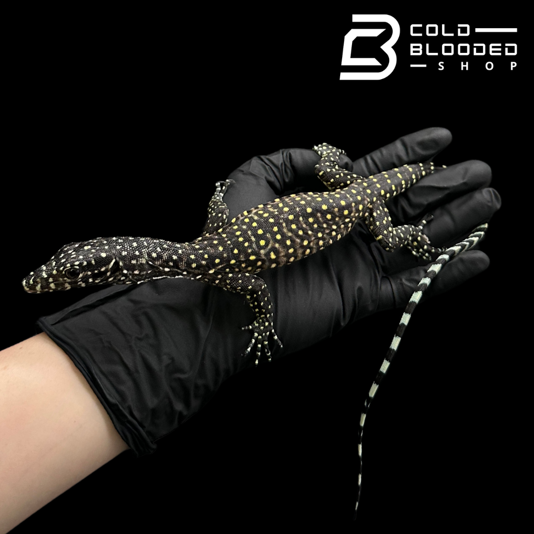 Baby Pastel Blue-tailed Monitor - Varanus doreanus #2