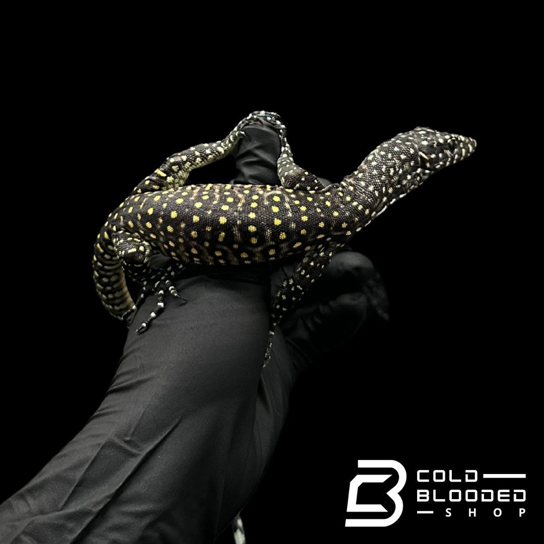 Baby Pastel Blue-tailed Monitor - Varanus doreanus #2