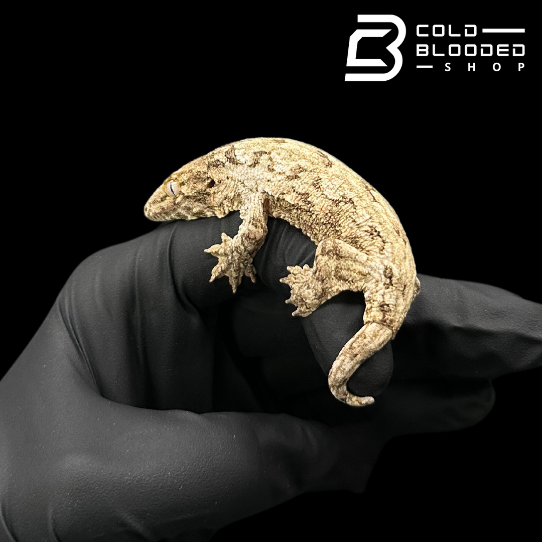 USCB Baby Leachianus Gecko - Rhacodactylus leachianus #1