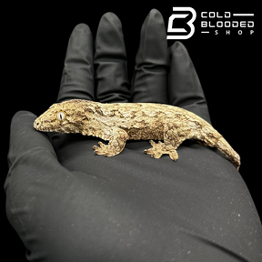 USCB Baby Leachianus Gecko - Rhacodactylus leachianus #1