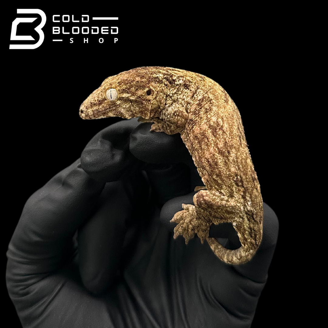 USCB Baby Leachianus Gecko - Rhacodactylus leachianus #2