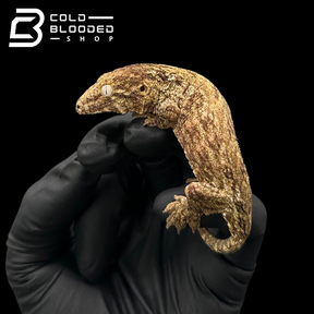 USCB Baby Leachianus Gecko - Rhacodactylus leachianus #2