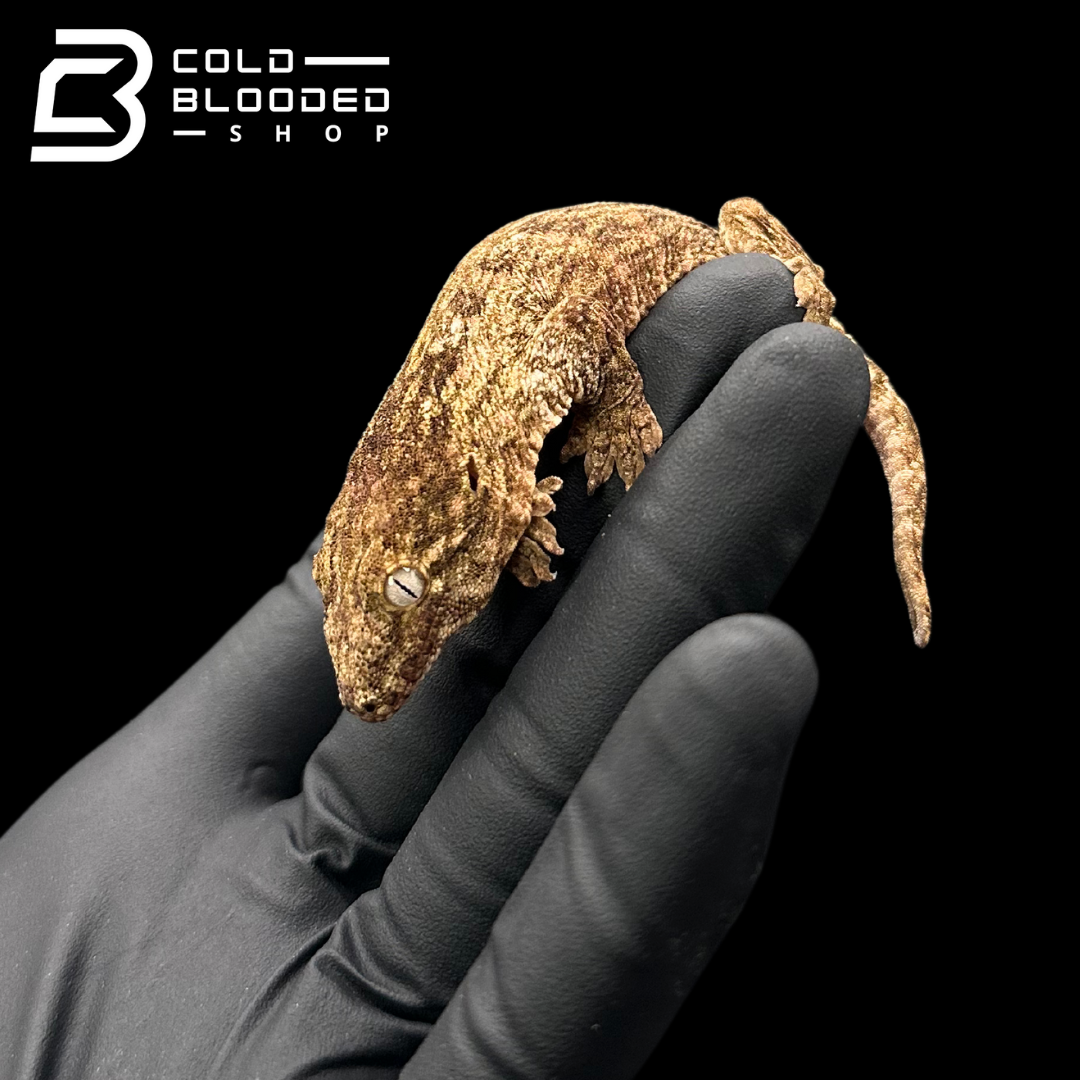 USCB Baby Leachianus Gecko - Rhacodactylus leachianus #2