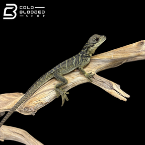 Baby Indonesian Sailfin Dragons - Hydrosaurus microlophus