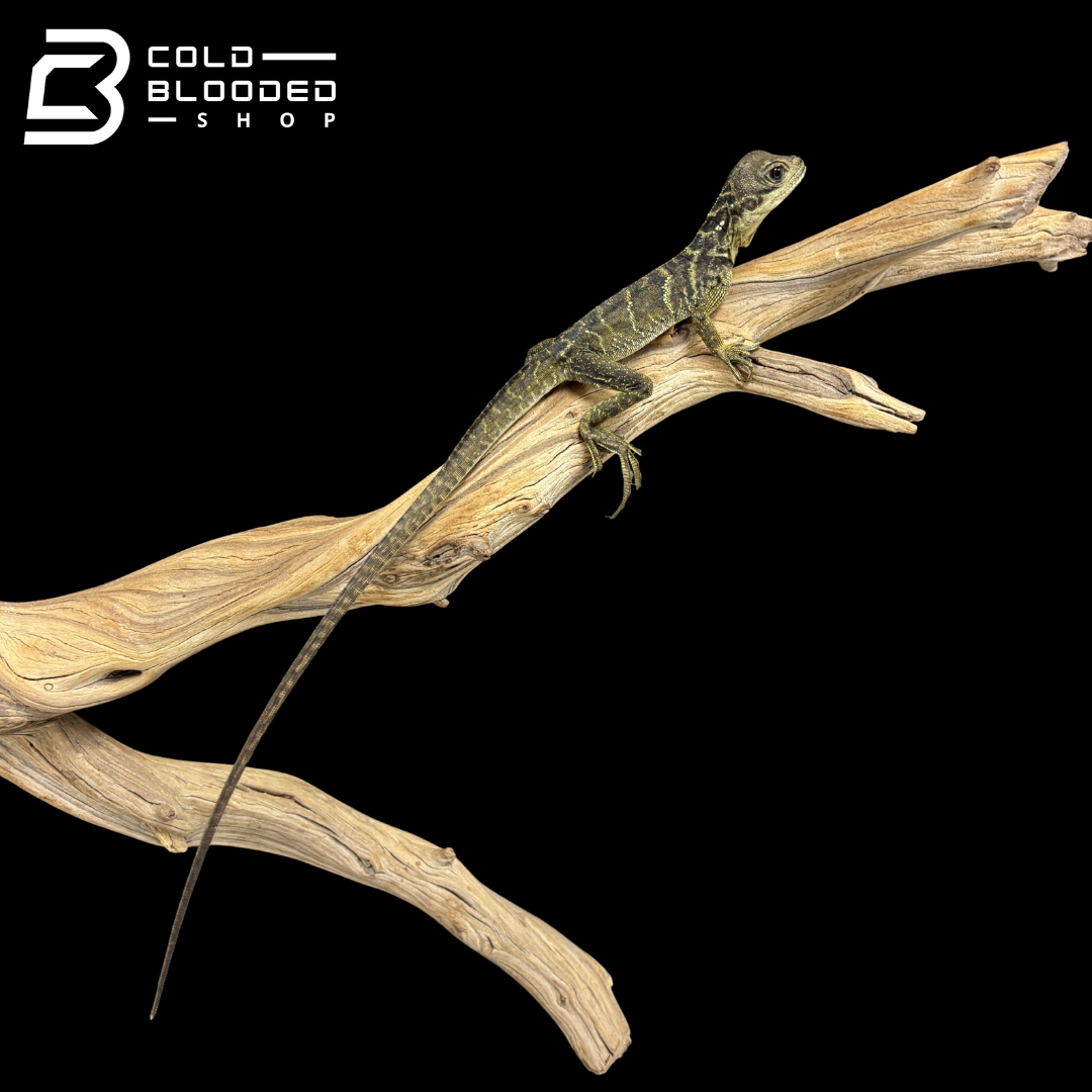 Baby Indonesian Sailfin Dragons - Hydrosaurus microlophus