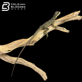 Baby Indonesian Sailfin Dragons - Hydrosaurus microlophus