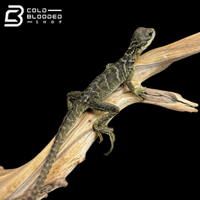 Baby Indonesian Sailfin Dragons - Hydrosaurus microlophus