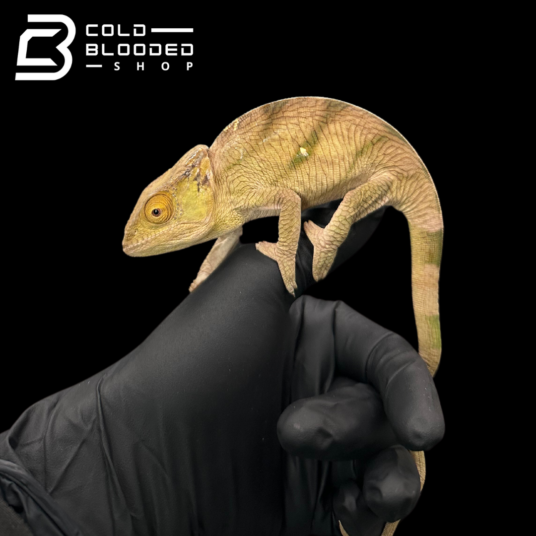 Juvenile Parson's Chameleon - Calumma parsonii #1