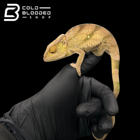 Juvenile Parson's Chameleon - Calumma parsonii #1