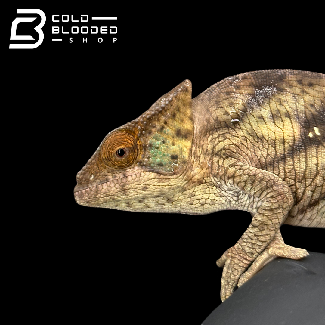 Juvenile Parson's Chameleon - Calumma parsonii #2