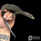 Baby Pastel Blue-tailed Monitor - Varanus doreanus