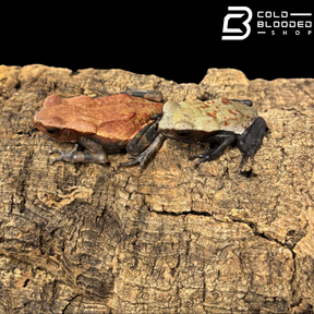 Baby Smooth Sided Toads - Rhaebo Guttatus