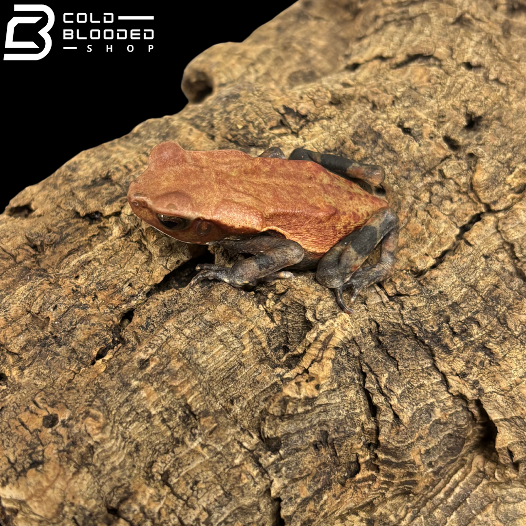 Baby Smooth Sided Toads - Rhaebo Guttatus