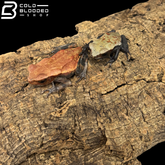 Baby Smooth Sided Toads - Rhaebo Guttatus