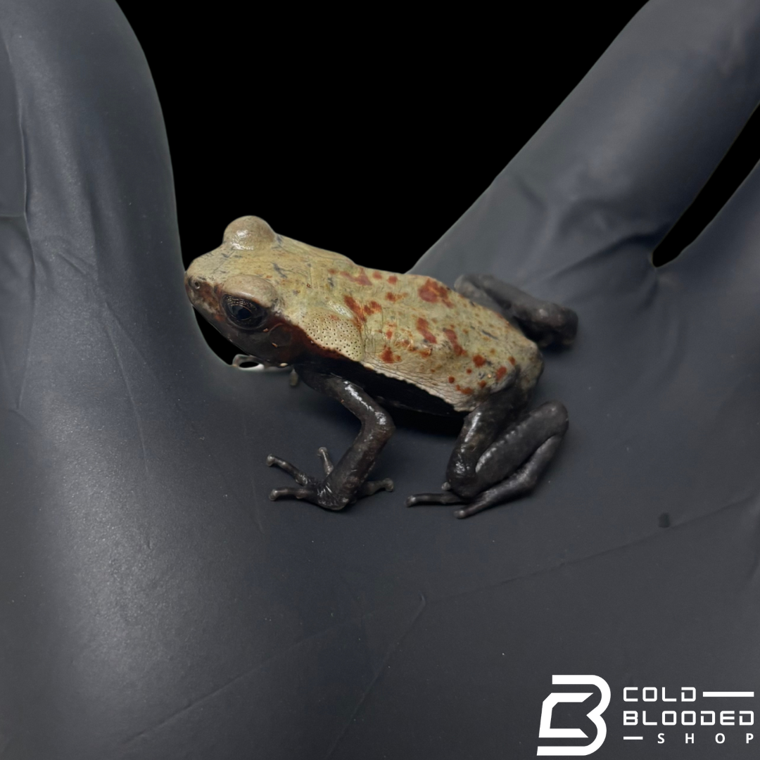 Baby Smooth Sided Toads - Rhaebo Guttatus