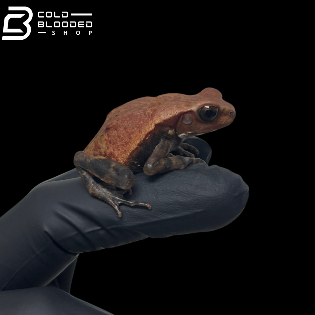 Baby Smooth Sided Toads - Rhaebo Guttatus
