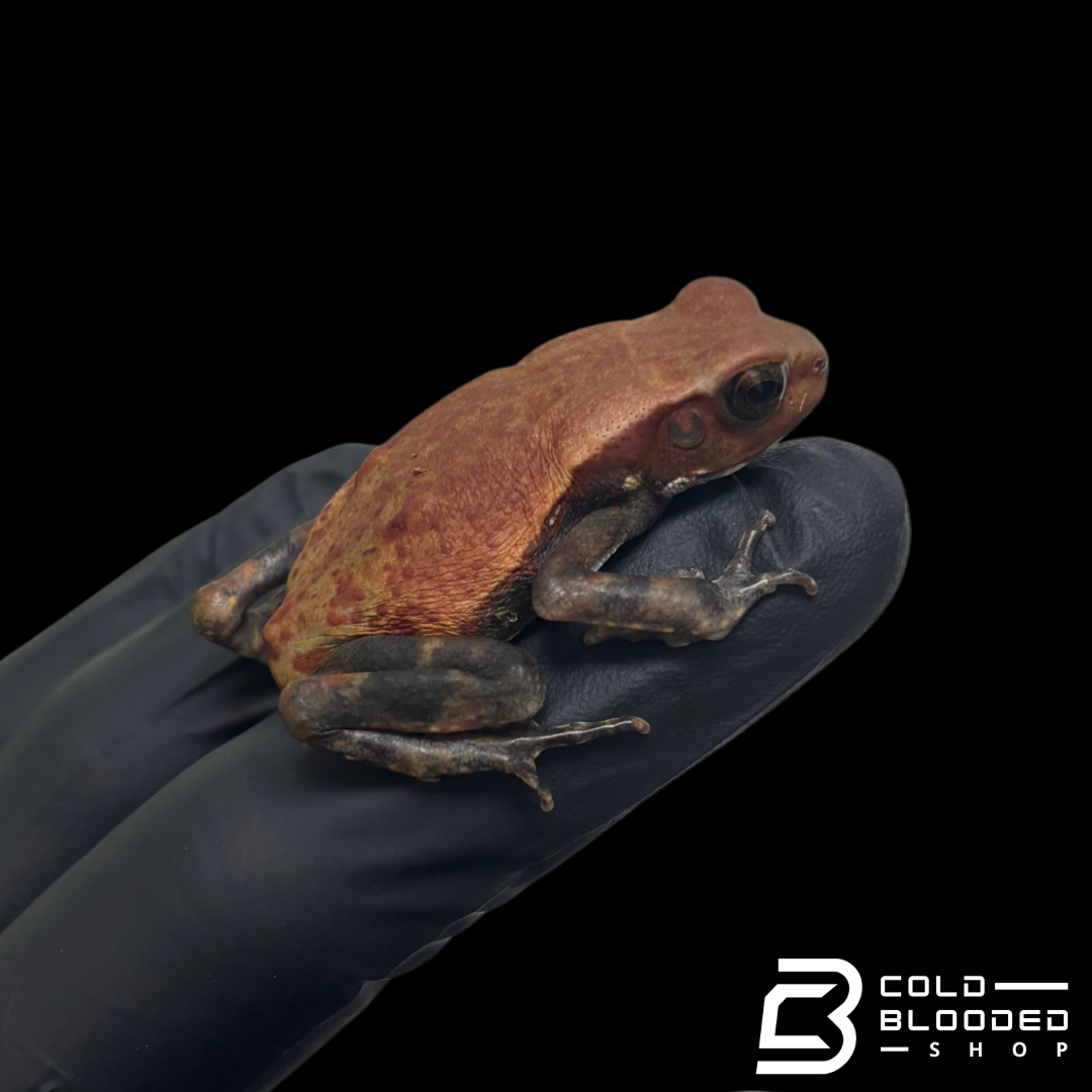 Baby Smooth Sided Toads - Rhaebo Guttatus