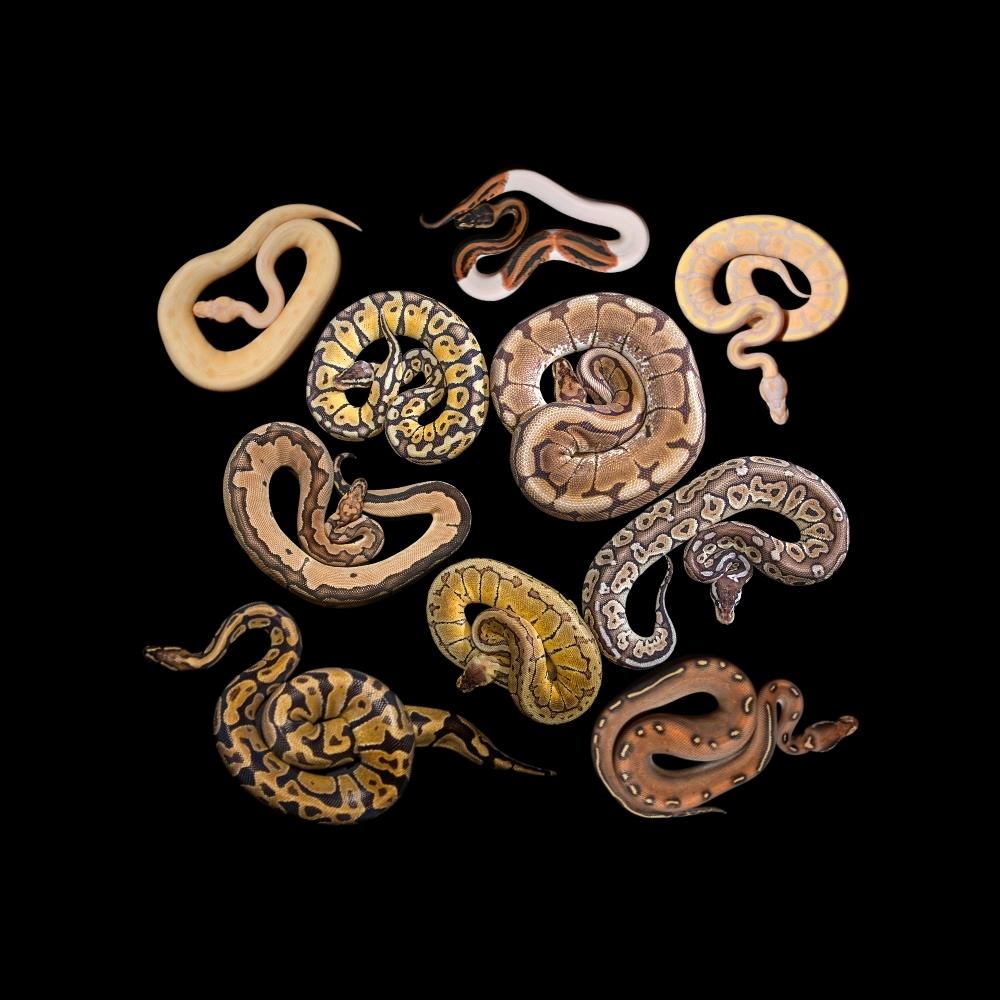 captive bred ball python morphs for sale - cold blooded shop