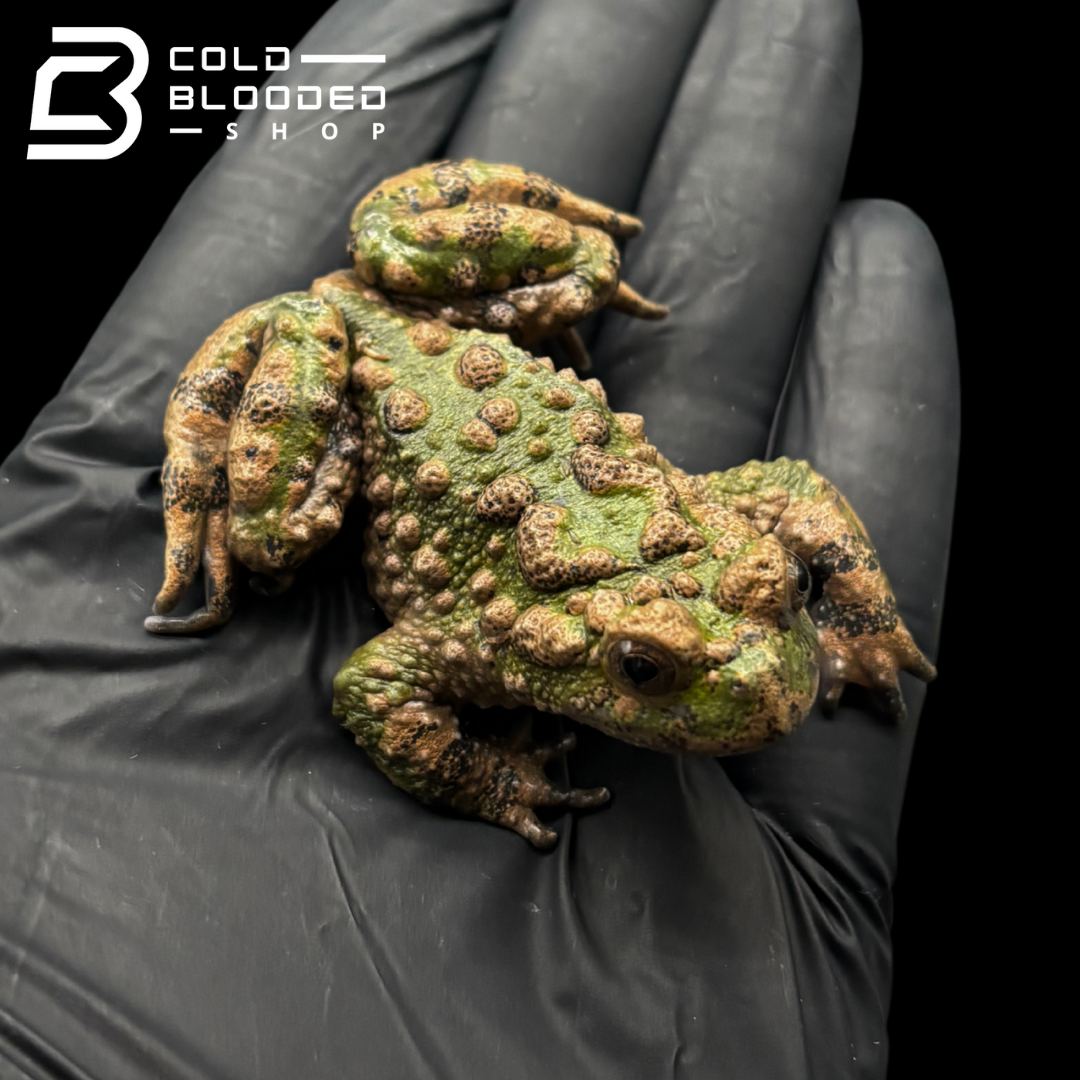 Small-webbed Bell Toads - Bombina microdeladigitora