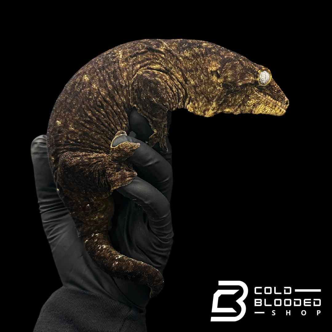 Adult Male GT Leachianus Gecko - Rhacodactylus leachianus