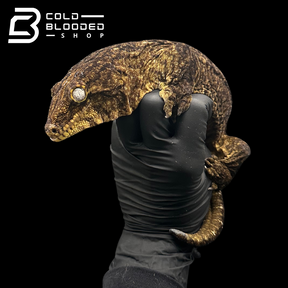 Adult Male GT Leachianus Gecko - Rhacodactylus leachianus