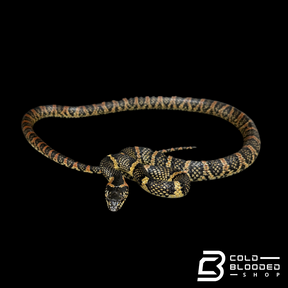 Ryukyu odd-tooth snake - Lycodon semicarinatus