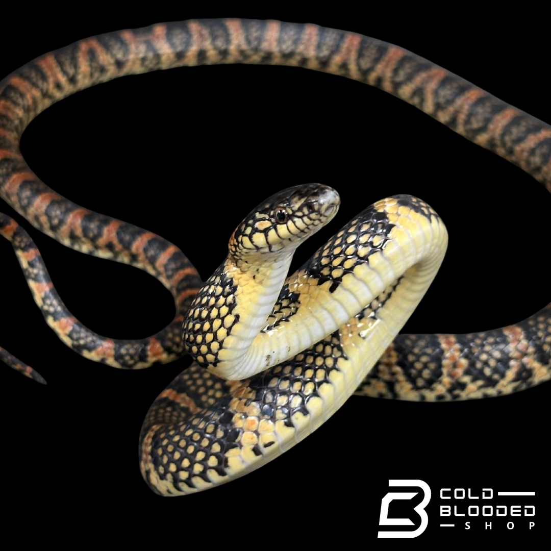 Ryukyu odd-tooth snake - Lycodon semicarinatus