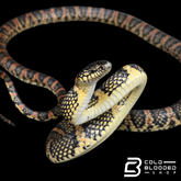 Ryukyu odd-tooth snake - Lycodon semicarinatus